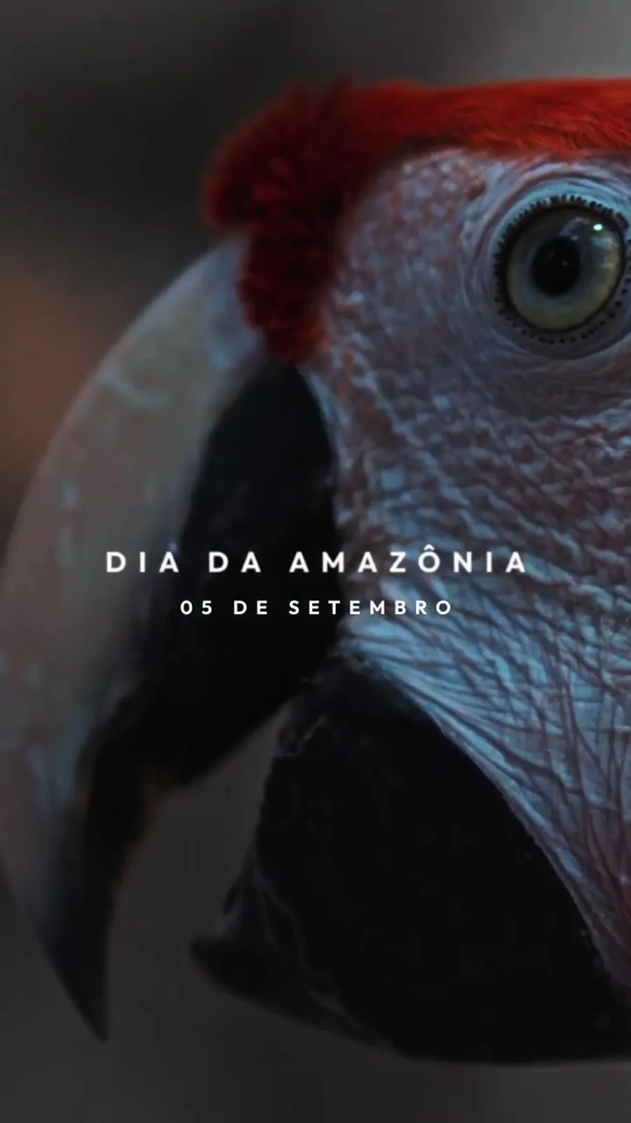 Dia da Amazônia — Péricles Dias